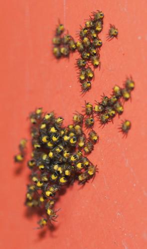 Araneus diadematus